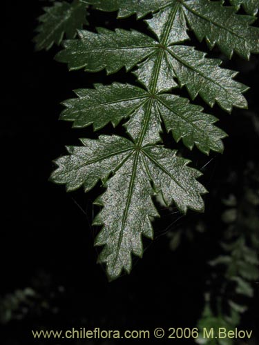 Bild von Weinmannia trichosperma (Tineo / Palo santo). Klicken Sie, um den Ausschnitt zu vergrössern.